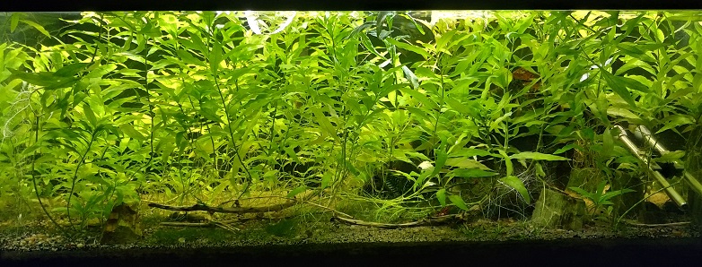 A planted cherry shrimp aquarium