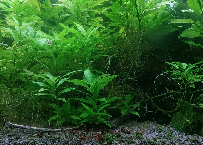 cherry shrimp among hygrophila corymbosa