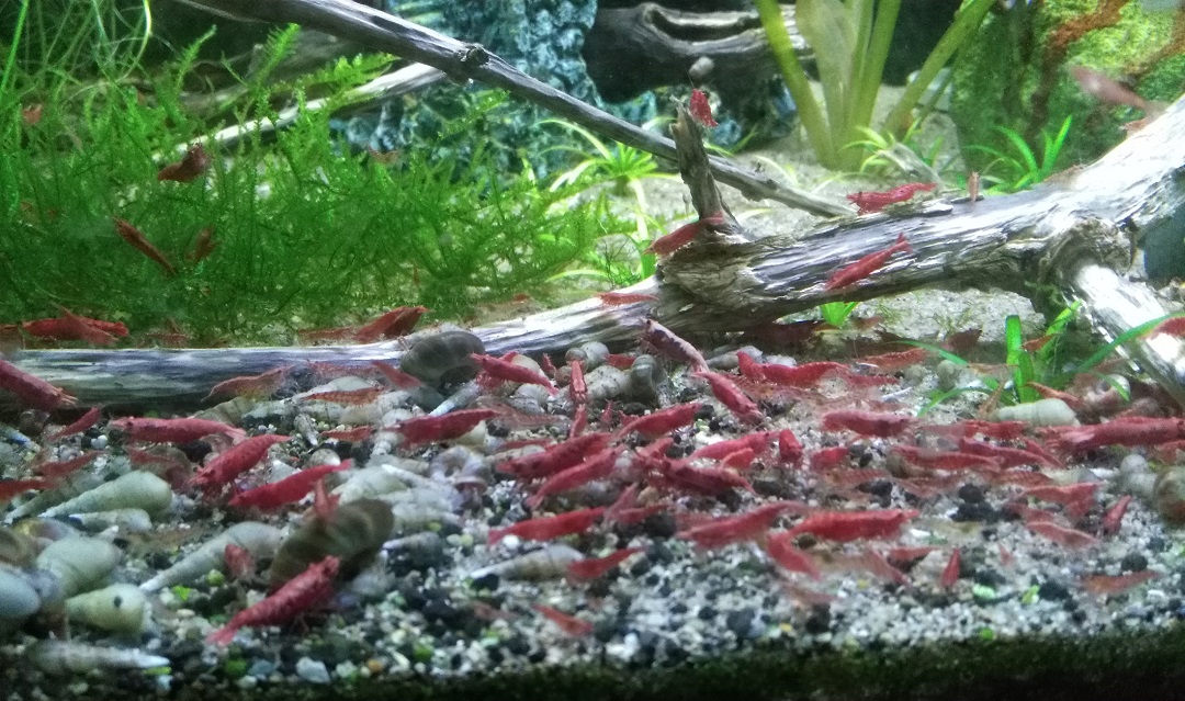 large group of cherry shrimp