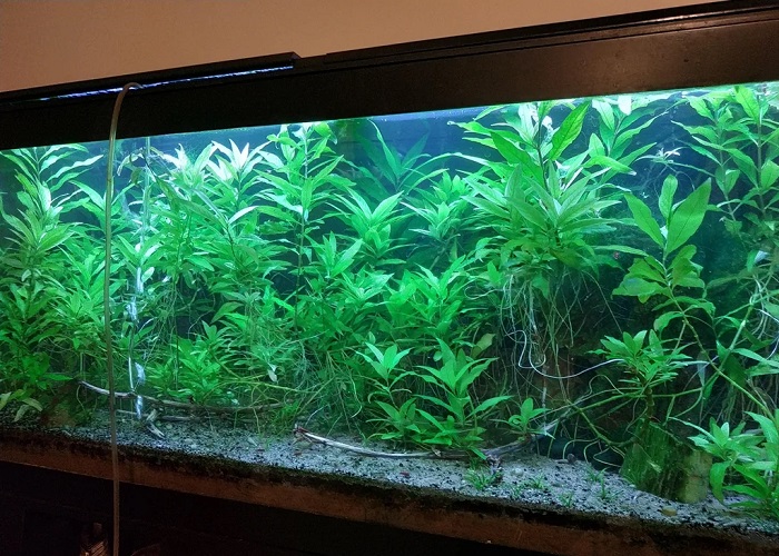 Sand-only Planted Aquarium