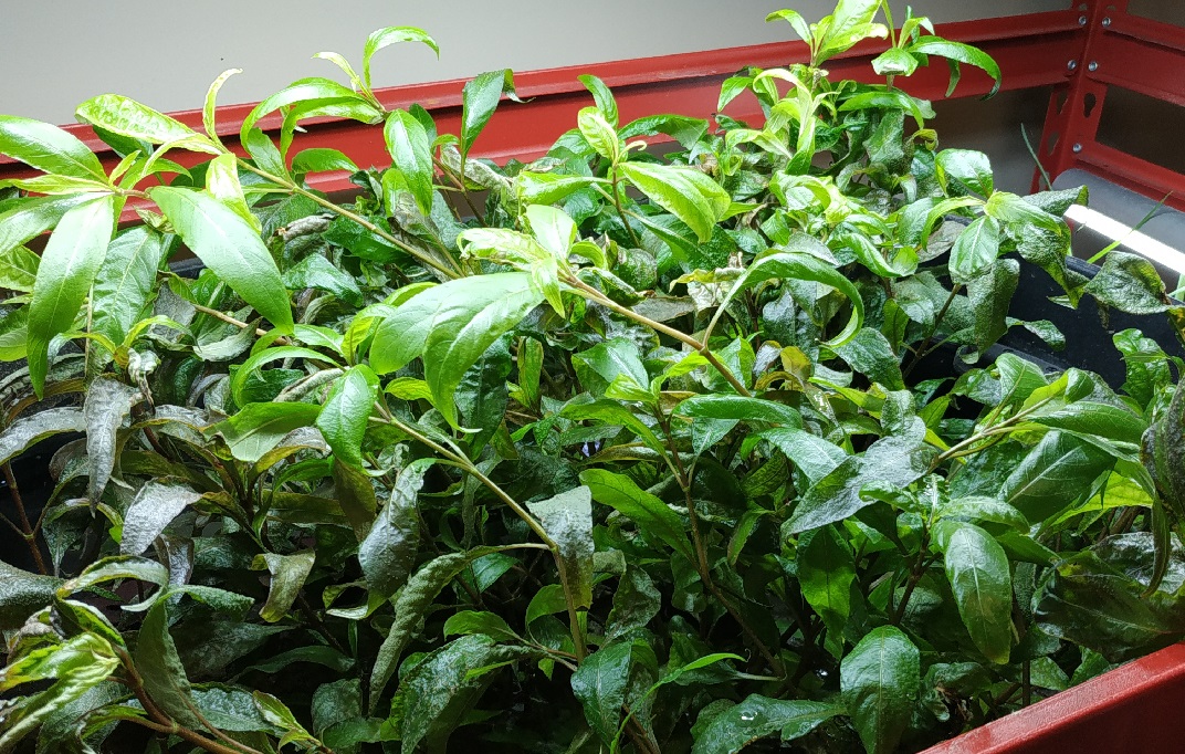 Plants in an aquarium