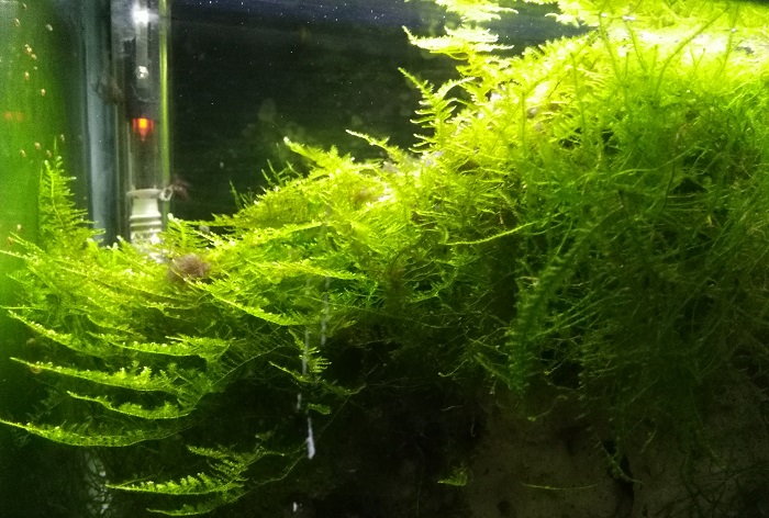 Overgrown Java Moss