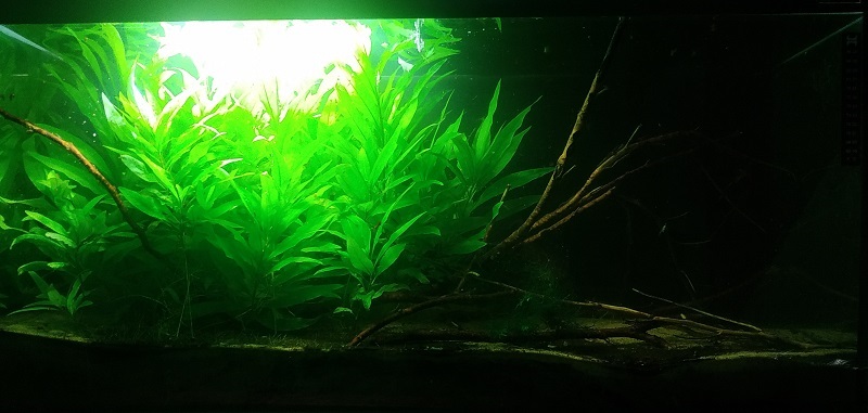 Planted Aquarium