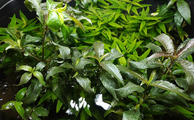 Planted Aquarium