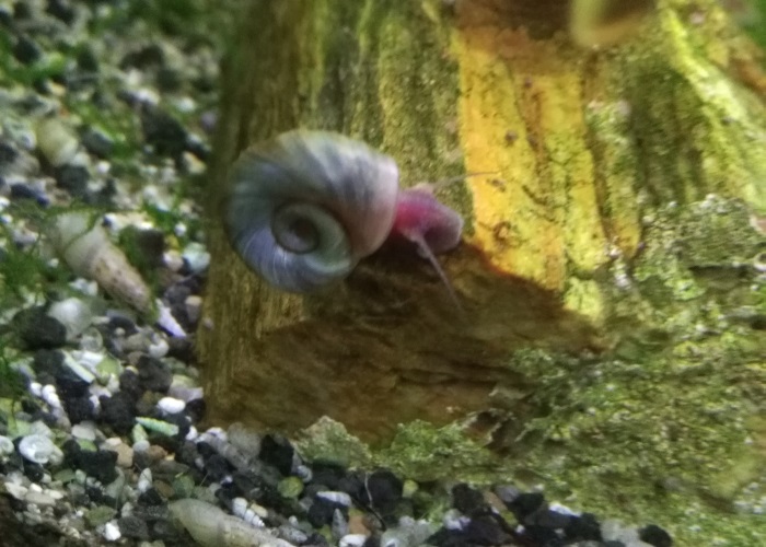 ramshorn snail