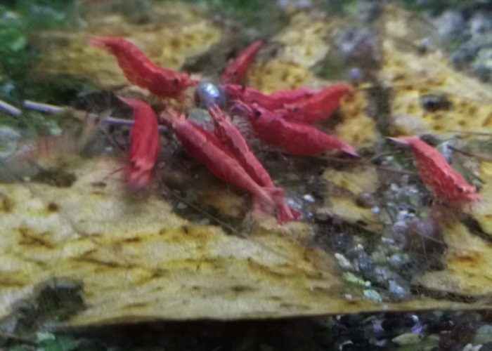 cherry shrimp on Indian Almond Leaf