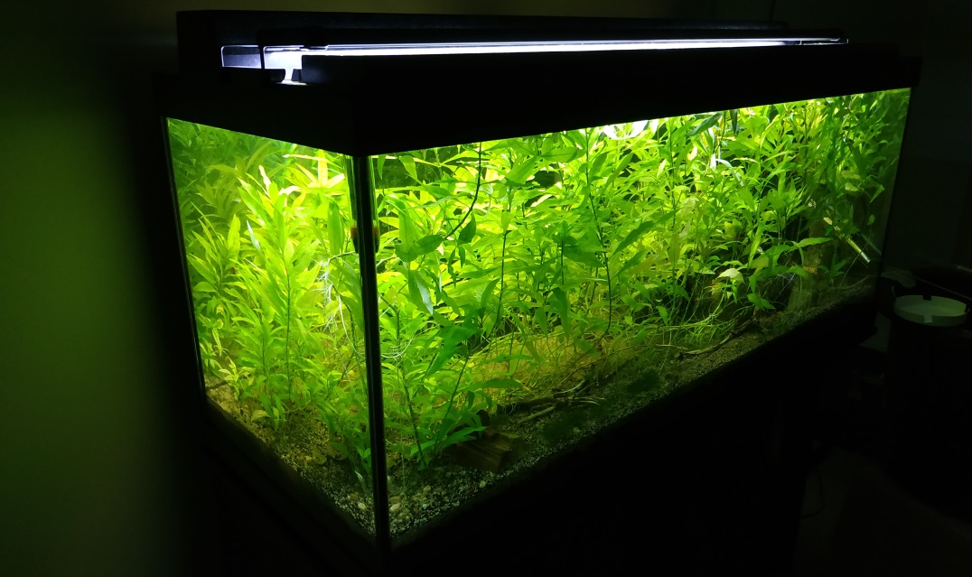 Planted Aquarium