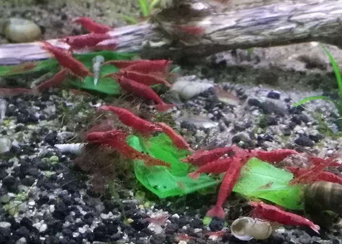 cherry shrimp eating spinach