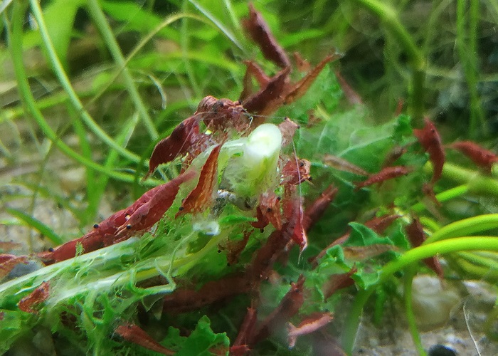 cherry shrimp eating kale