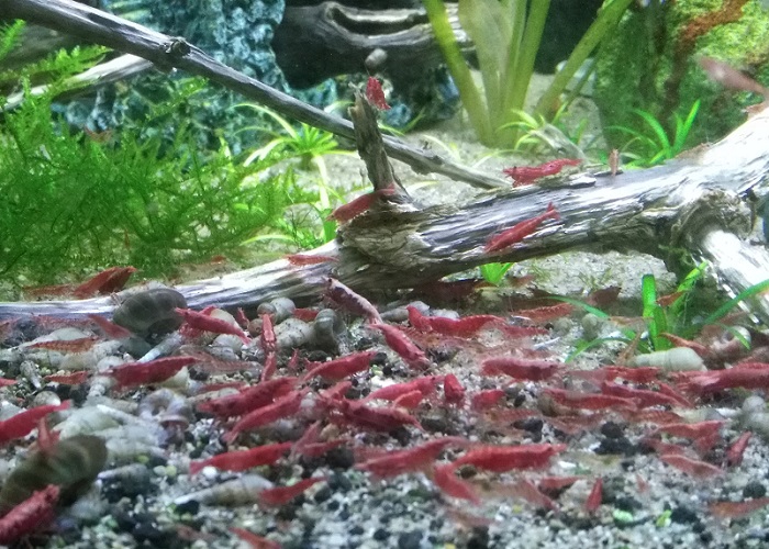 group of cherry shrimp