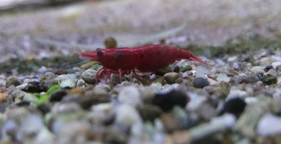 cherry shrimp