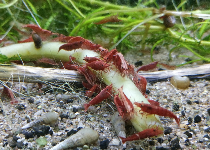 cherry shrimp on indian almond leaf